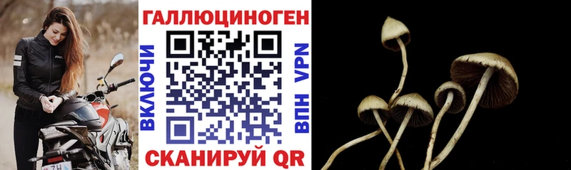 как найти   Цимлянск  Галлюциногенные грибы Cubensis 